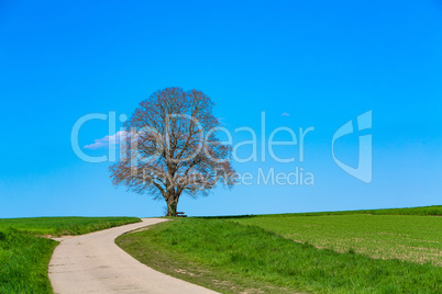single lime tree in the landscape
