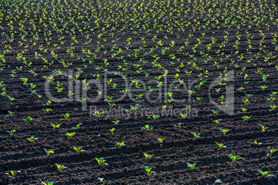 field with young cabbage plants