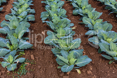 young cabbage on the field