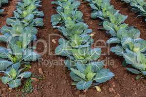 young cabbage on the field
