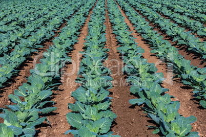 cabbage growing in rows