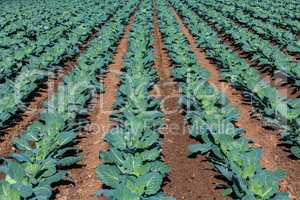 cabbage growing in rows