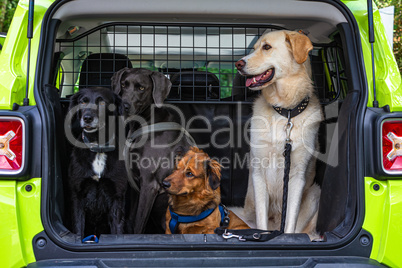 four dogs in the  trunk