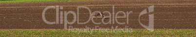 rabbit walks over the field