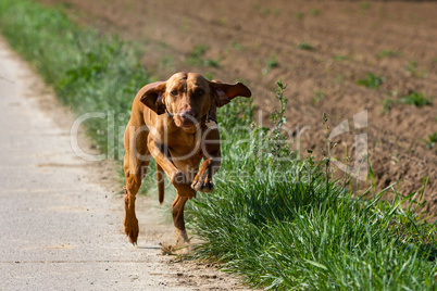 Vizslar hunting dog running