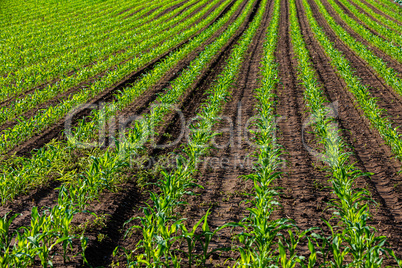 young corn plants glowing in the sun