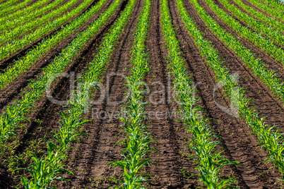 rows of young corn in the sun