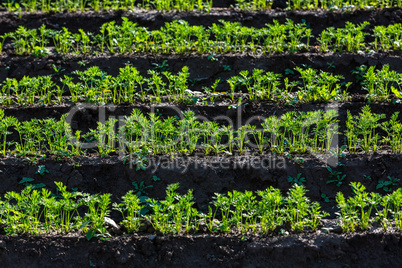 young carrot plants in the sun