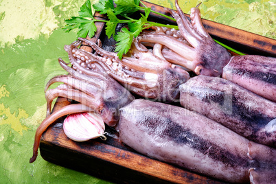 Fresh raw squid