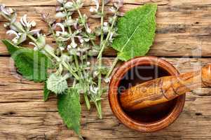 Sage leaves on wooden table