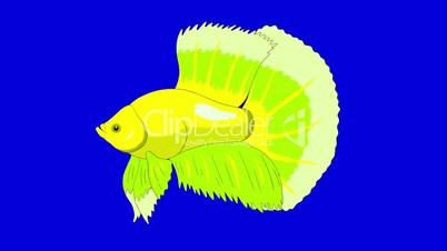 Big Green Aquarium cockerel fish Chroma Key looped