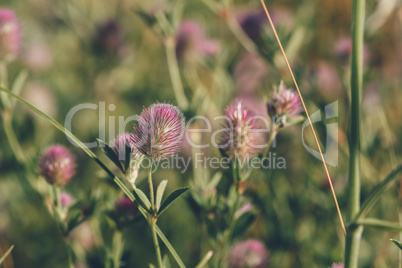 Beautiful Flower of Hare's-foot Clover.