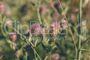 Beautiful Flower of Hare's-foot Clover.