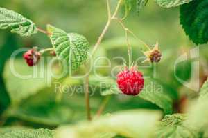 Raspberry with Leaves on a Branch.