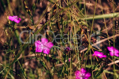 Beautiful Purple Forest Flower.