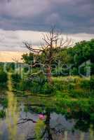 Dead Tree on Pond Shore with Reflection on Water.