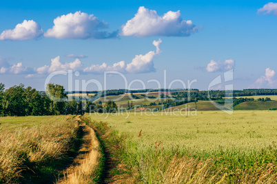 Country Road in Field.