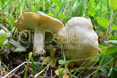 Two spring Calocybe gambosa or St.George's Mushrooms