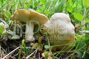 Two spring Calocybe gambosa or St.George's Mushrooms