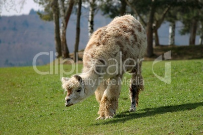 braunes Lama auf der Weide