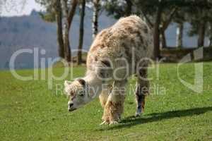 braunes Lama auf der Weide