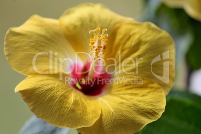 gelbe Blüte des Hibiskus