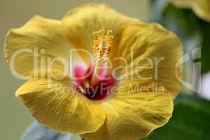 gelbe Blüte des Hibiskus