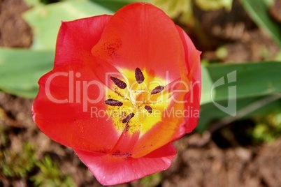rote Tulpe mit Stempel und Staubblättern