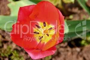 rote Tulpe mit Stempel und Staubblättern