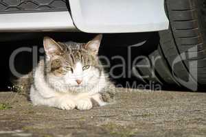 Katze liegt unter einem Auto