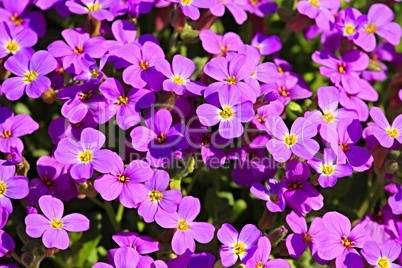 violette Blüten des Blaukissen