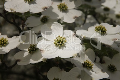 weisse Blüten des Hartriegel