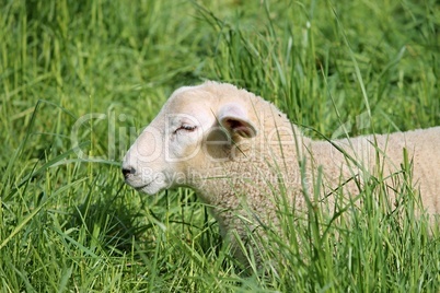 junges Schaf liegt in der Wiese