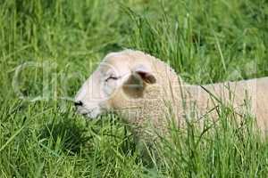junges Schaf liegt in der Wiese