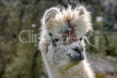 Portrait eines Lama