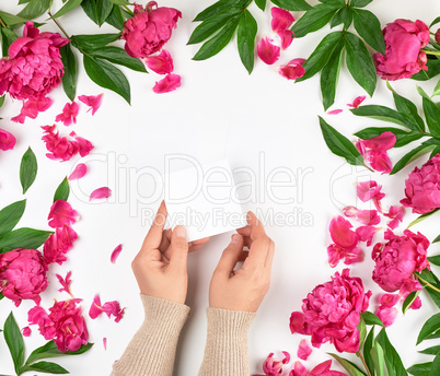 female hands and burgundy blooming peonies