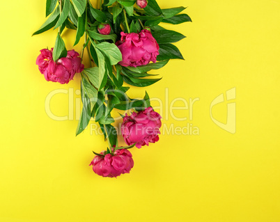 bouquet of red peonies with green leaves on a yellow background