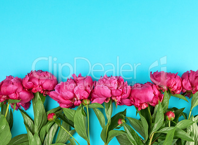 bouquet of red peonies with green leaves on a blue background