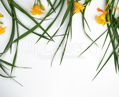 yellow flowers Daylily on a white background