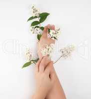 female hands and small white flowers on a white background