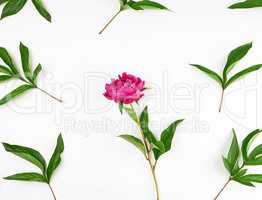 red blooming peonies with green leaves on a white background