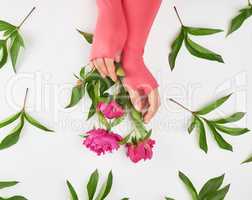 female hands and burgundy blooming peonies