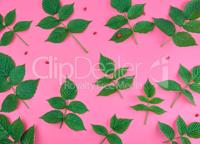 fresh green leaves of raspberry on a pink background