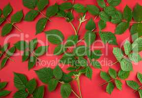 fresh green leaves of raspberry on a red background