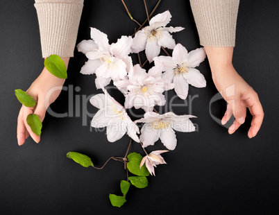 bouquet of white flowers of clematis and two female hands