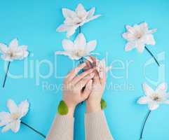 two female hands holding blooming white clematis buds