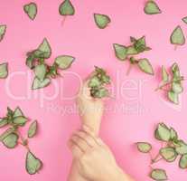 two female hands and fresh green leaves