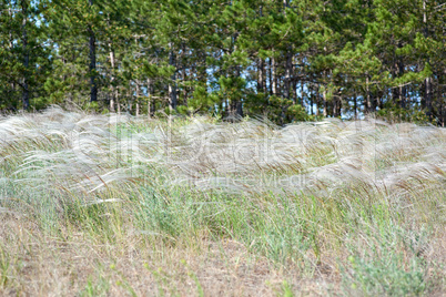steppe feather grass