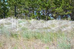 steppe feather grass