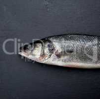 fresh whole sea bass fish on black background